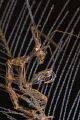 judged by our editor who says...
Incredible close up of such a peculiar critter! monthly hotshot click to zoom